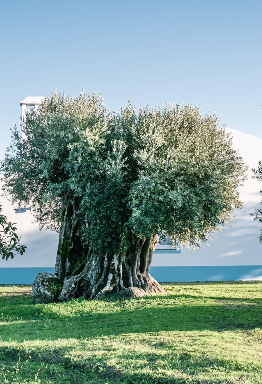 Immersive Journeys Alentejo